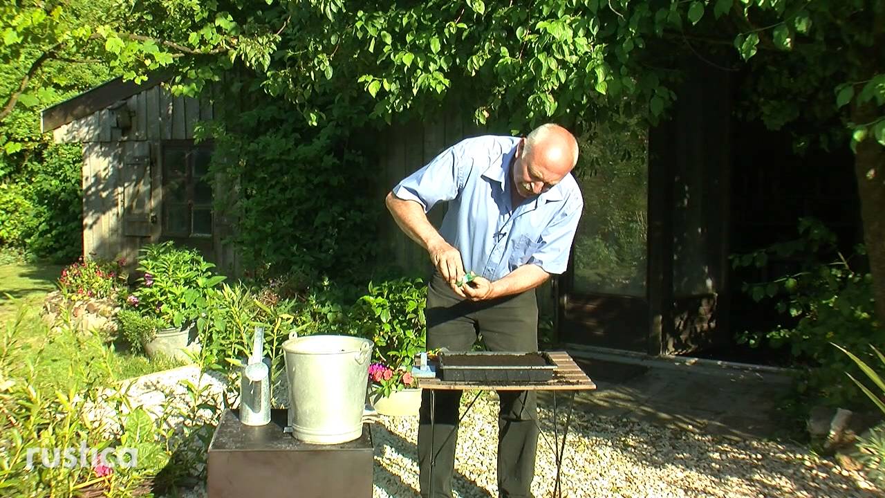 Semis de gaillardes en terrine