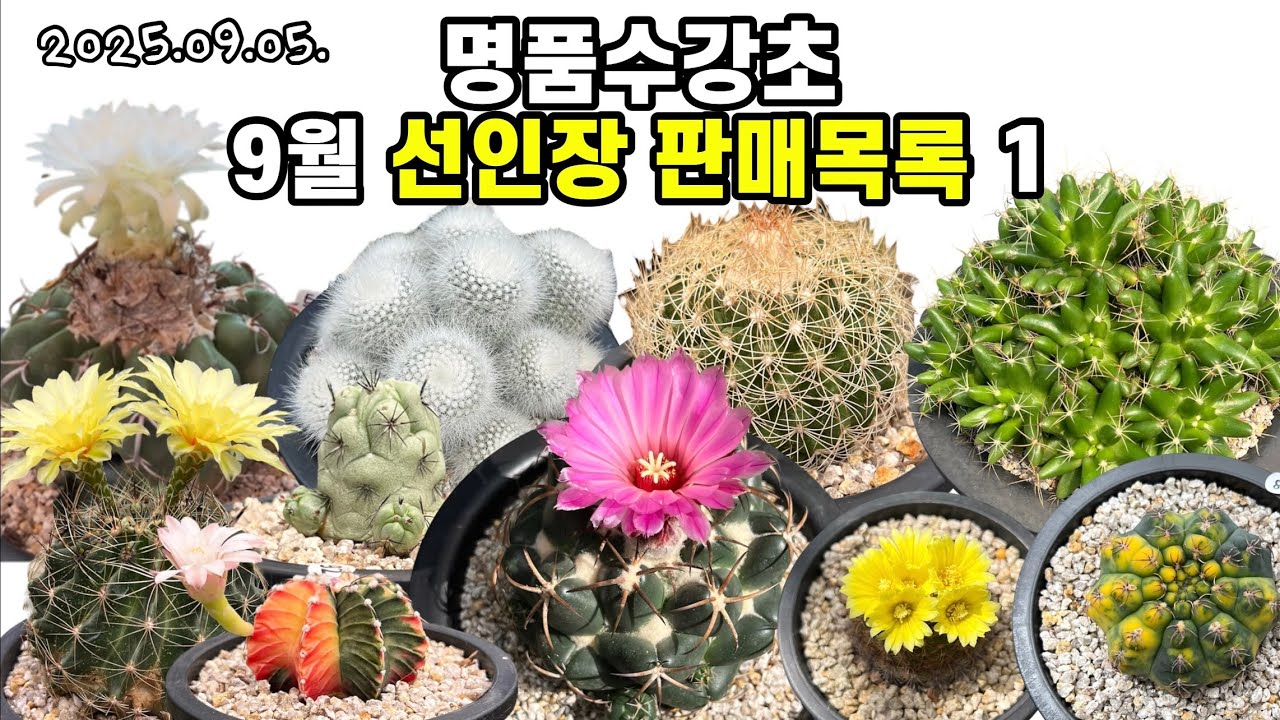 9월 선인장 판매목록1🌵명품수강초