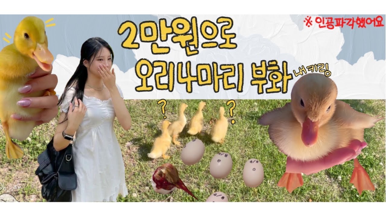 우리집 깡패 오리 일진 4형제 부화시키기 🐣4마리 다 인공파각함 [인공파각 부화시 꼭 참고 꿀팁]