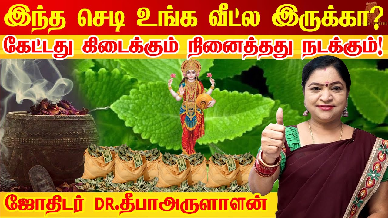செலவில்லாத கற்பூரவள்ளி செடி பரிகாரம் | benefits of karpooravalli | Money Attraction & Vastu Plant