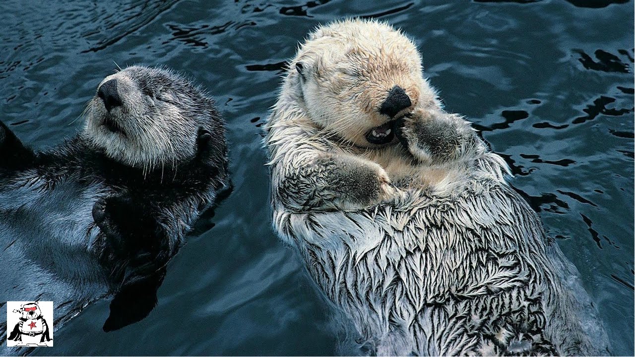 Cute Otter Video Compilation 2016