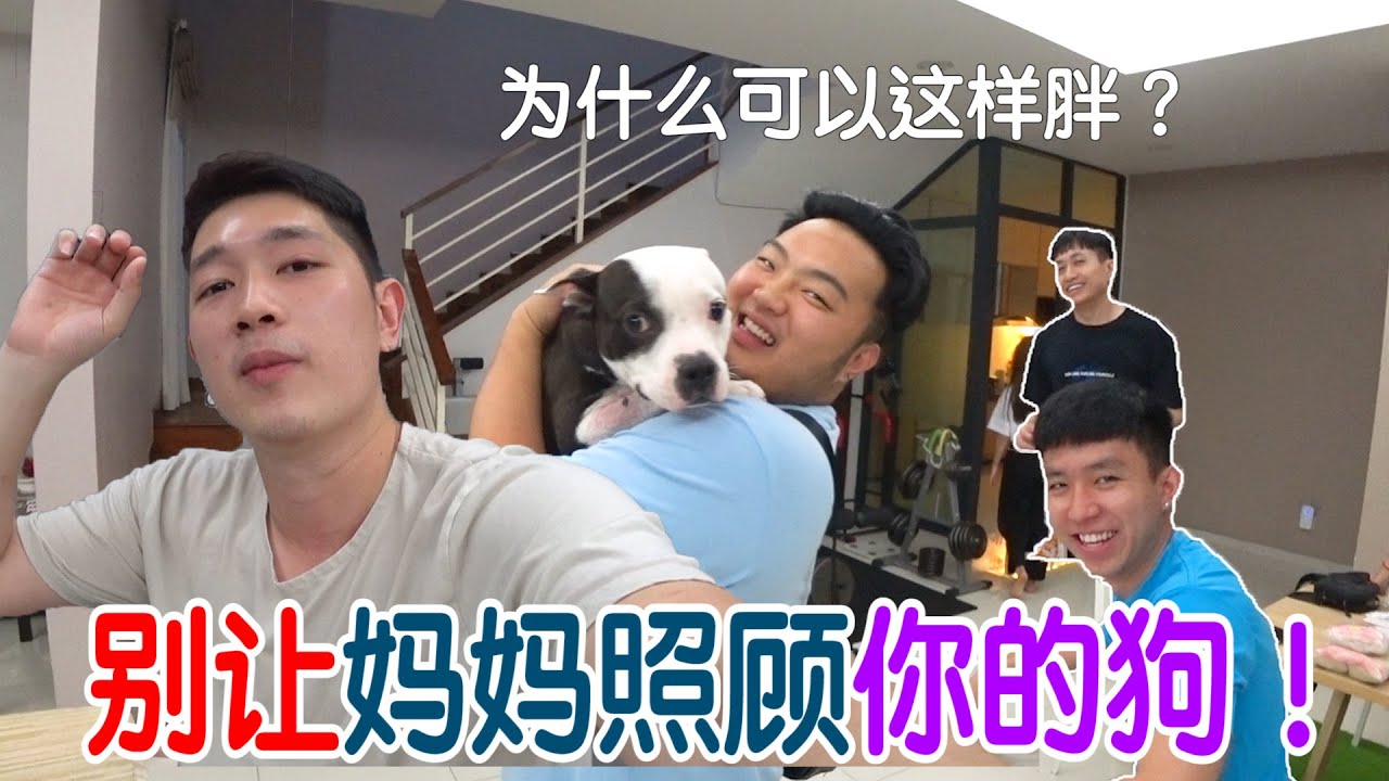 妈妈帮我养狗一个月会发生什么事？天啊！肥到我差点认不出它是谁。。。