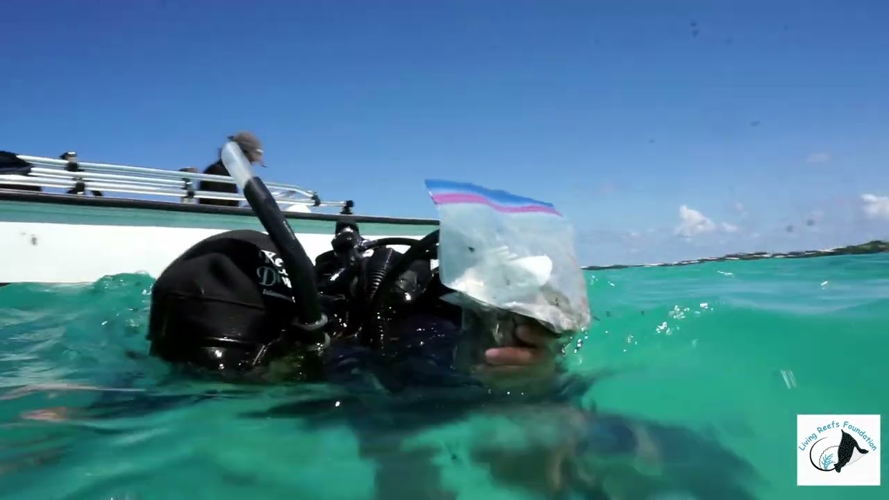 Living Reefs Foundation's Blue Barrier Project: A  coral-based approach to coastal protection.