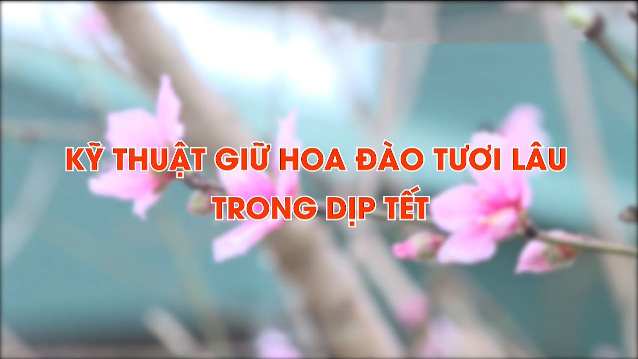 Kỹ thuật giữ hoa đào tươi lâu dịp Tết