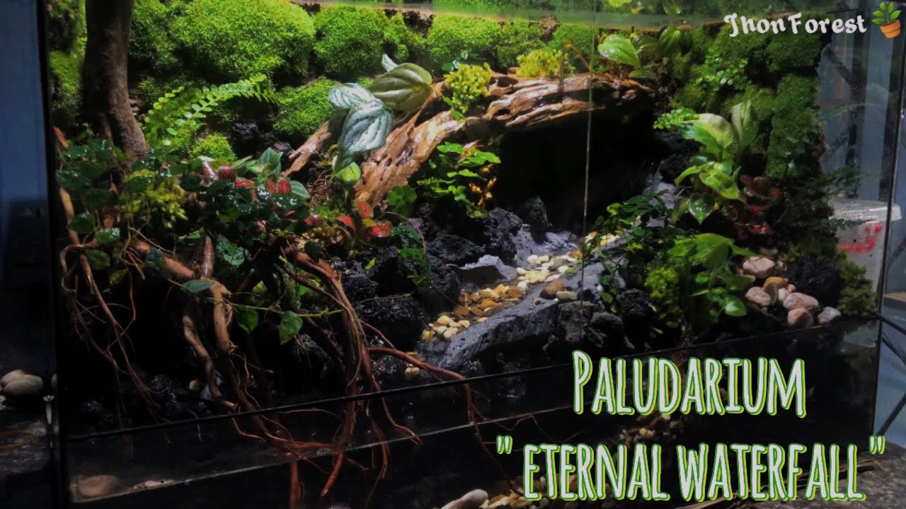 Paludarium 
