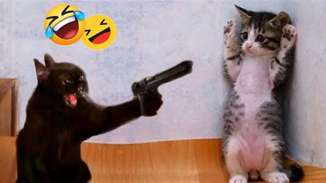 FUNNY CATS are the perfect mood booster 🤣 Best FUNNY CAT videos 2024