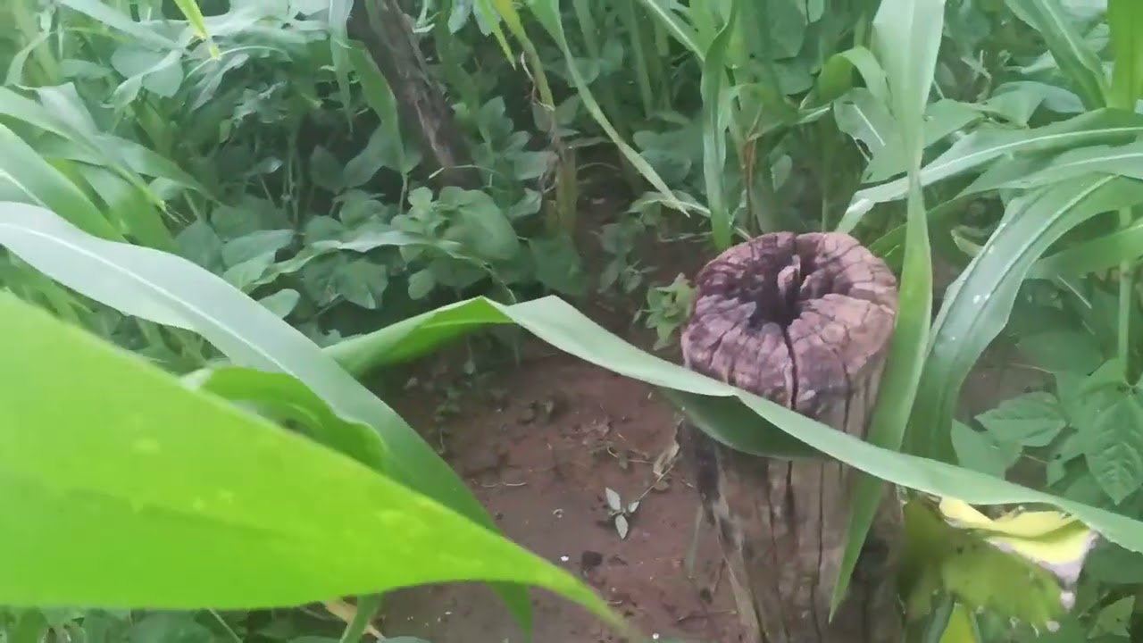As  plantação   está linda+os  pé de maçã estão floridos