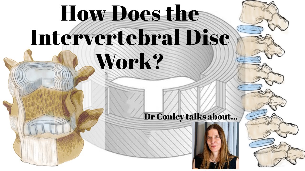 How Does the Intervertebral Disc Work?