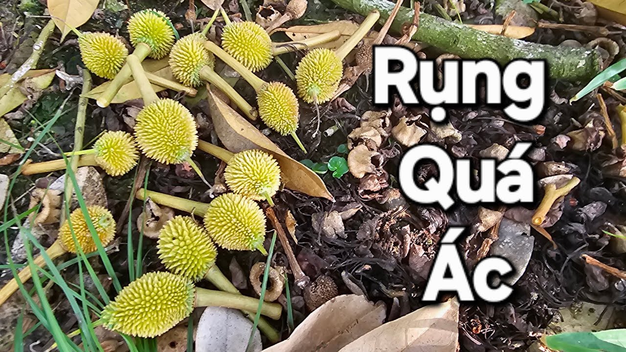 Thời Tiết Khó Khăn Rụng Nhiều Quá Thì Phải Xử Lý Như Thế Nào?
