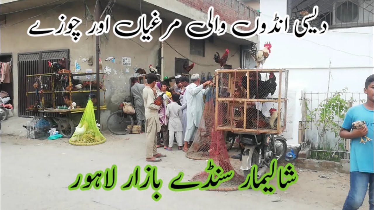 Ando Wali Murghi Shalimar Sunday Bazar Price Update Lahore Pakistan