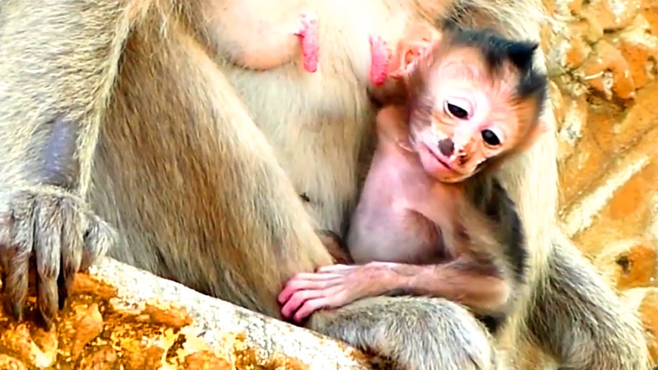 Baby Premature was hungry now, open his big mouth, his Teva foster mom but the mom had nothing