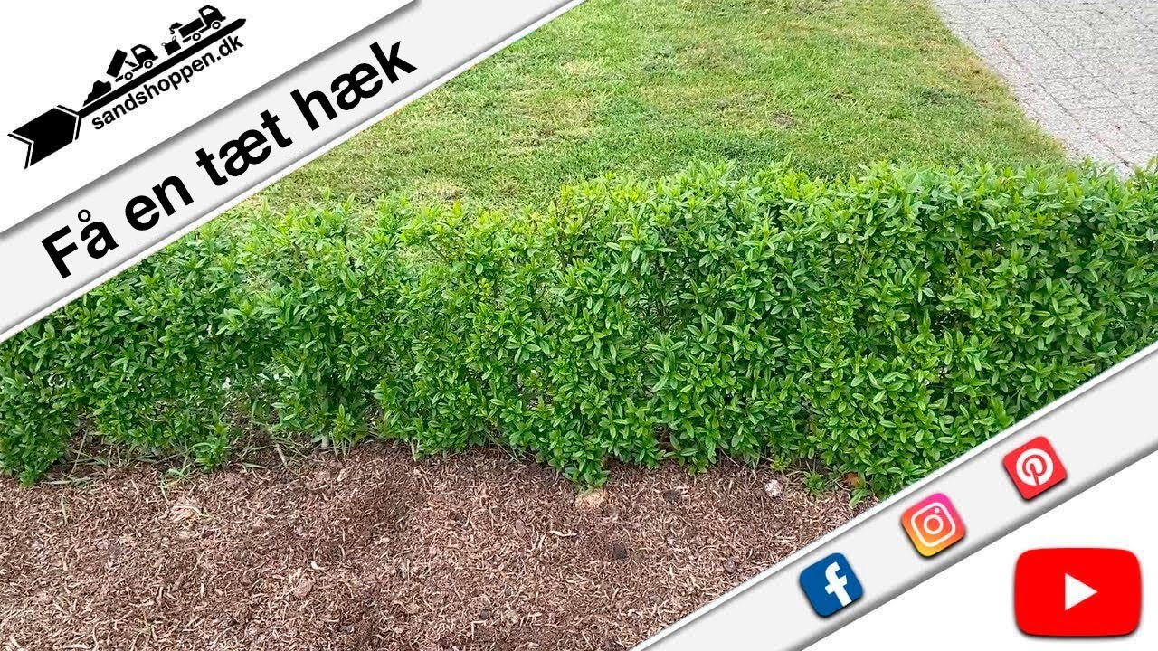 S&aring;dan f&aring;r du en t&aelig;t og flot ligusterh&aelig;k | Gode r&aring;d fra sandshoppen🏡
