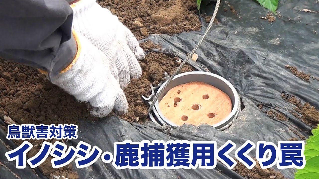 【獣害対策】イノシシ•鹿捕獲用くくり罠　設置