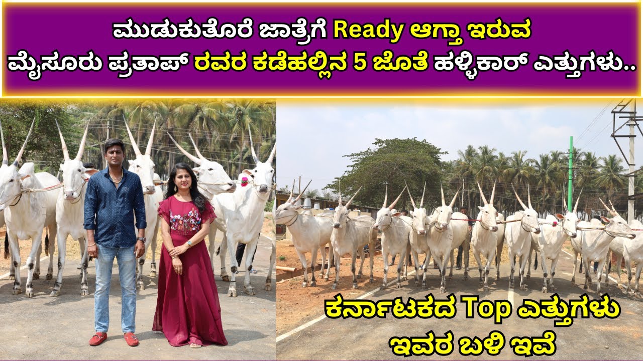 ಮುಡುಕುತೊರೆ ಜಾತ್ರೆಗೆ ರೆಡಿ ಆಗ್ತಾ ಇರುವ ಮೈಸೂರು ಪ್ರತಾಪ್ ರವರ 5 ಜೊತೆ ಹಳ್ಳಿಕಾರ್ ಹೋರಿಗಳು.Cattle Fair/Hallikar