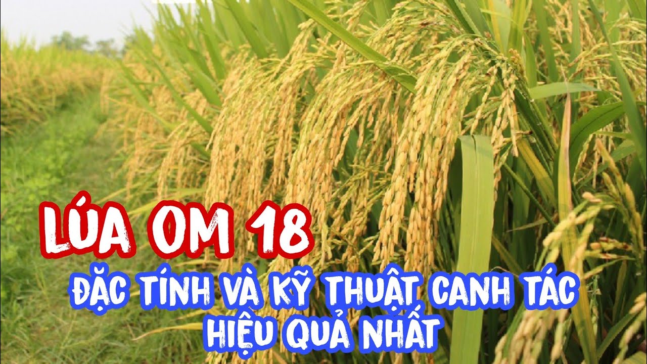 Giống l&uacute;a om 18 - Đặc t&iacute;nh v&agrave; kỹ thuật canh t&aacute;c hiệu quả nhất | l&ecirc; chung vlog