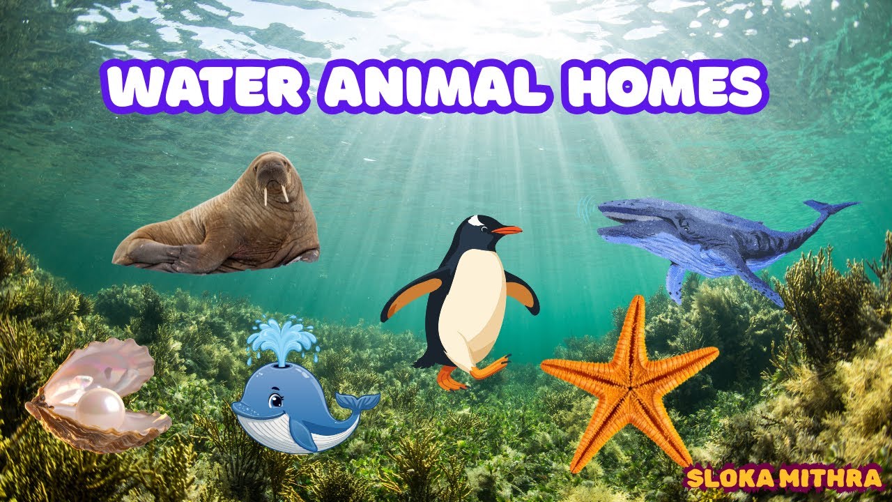 Water Animals and Their Homes | Where Do Sea Animals Live? | Kids Learning