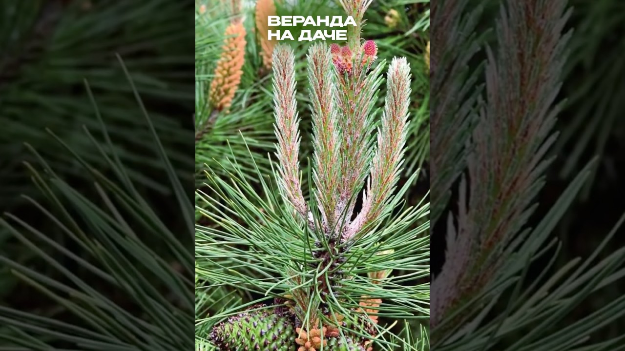 🎄Чек-лист по уходу за хвойными осенью