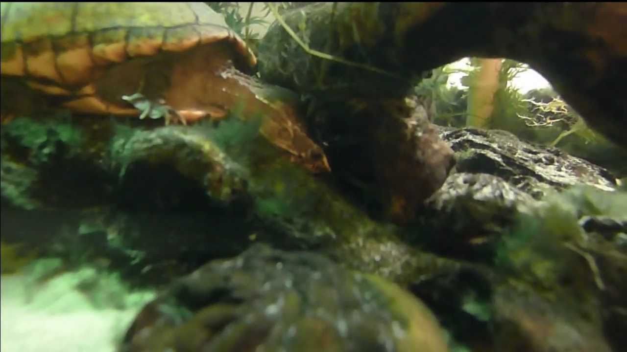 Four 3-striped mud turtles enjoying the good life