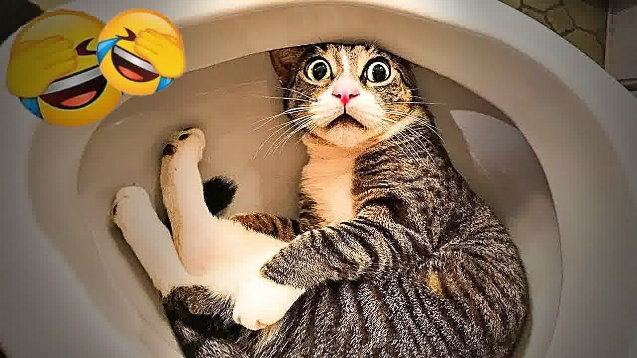 You Laugh You Lose😹Funniest Dogs and Cats 2025😻🐶