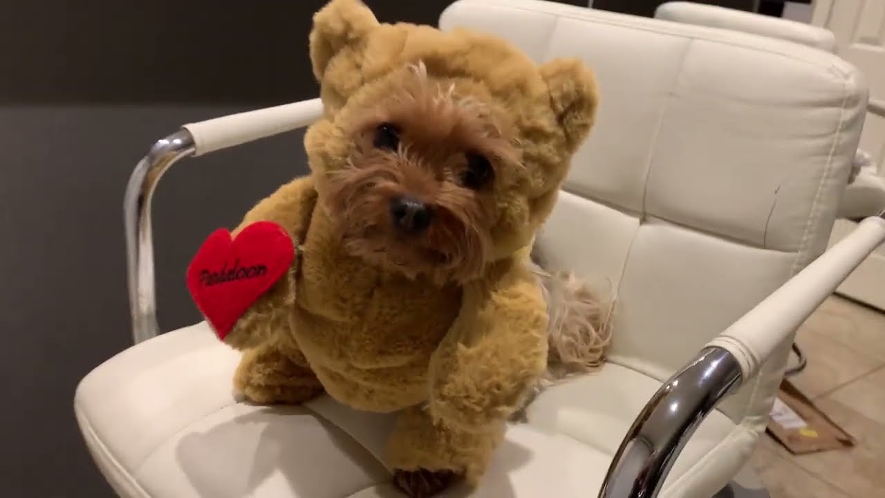 Pandaloon Dog and Pet Costume Set - AS SEEN ON Shark Tank Review