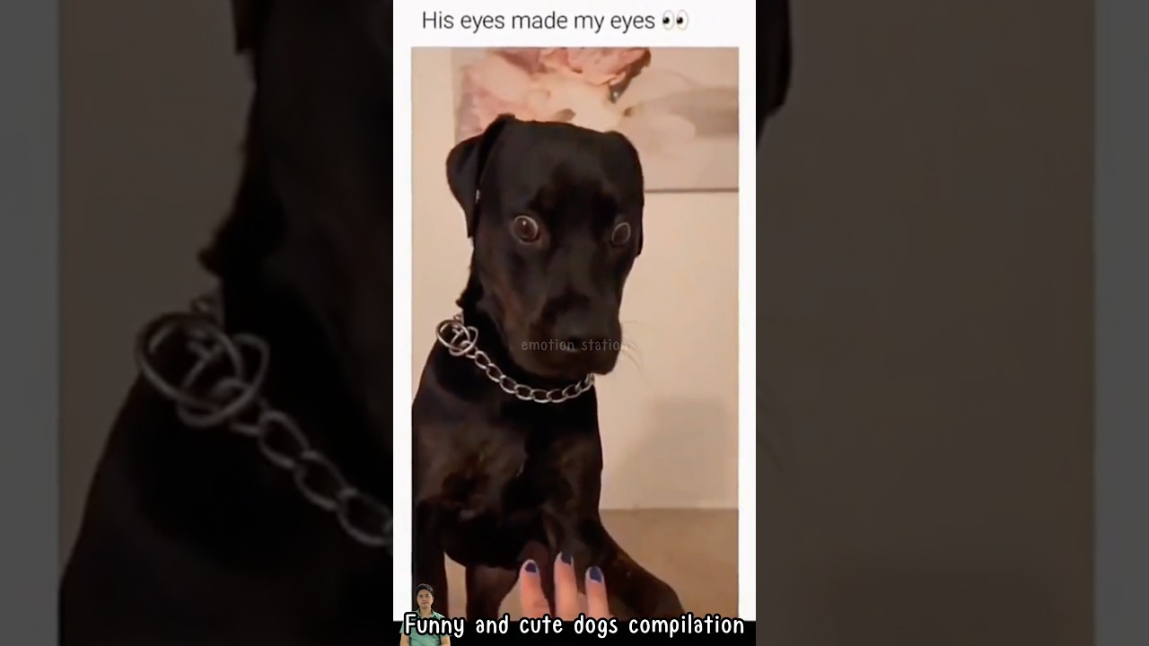 Funny and cute dogs compilation #dog #funny