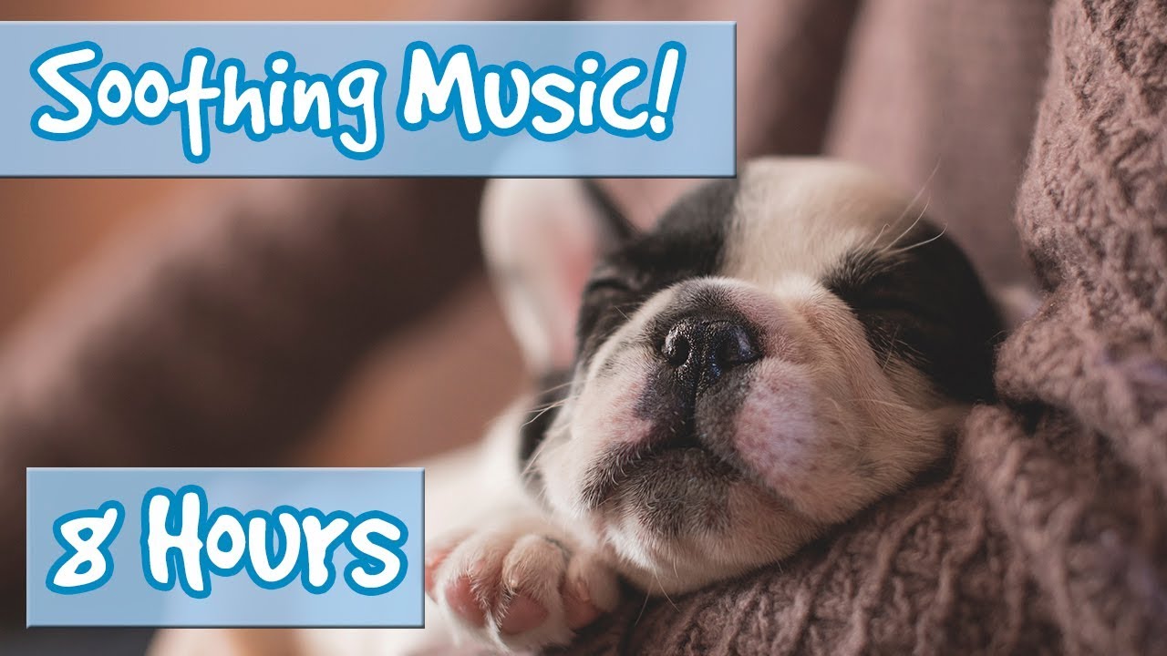 Calm Your Hyperactive Dog! Soothing Music to Help Your Anxious or Nervous Dog Become Calm and Quiet!