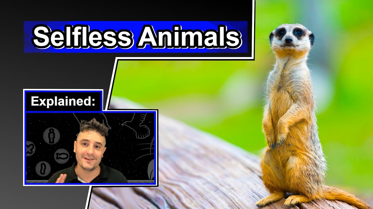 Why sacrifice yourself? | Altruistic Animal Behavior | Altruism 101