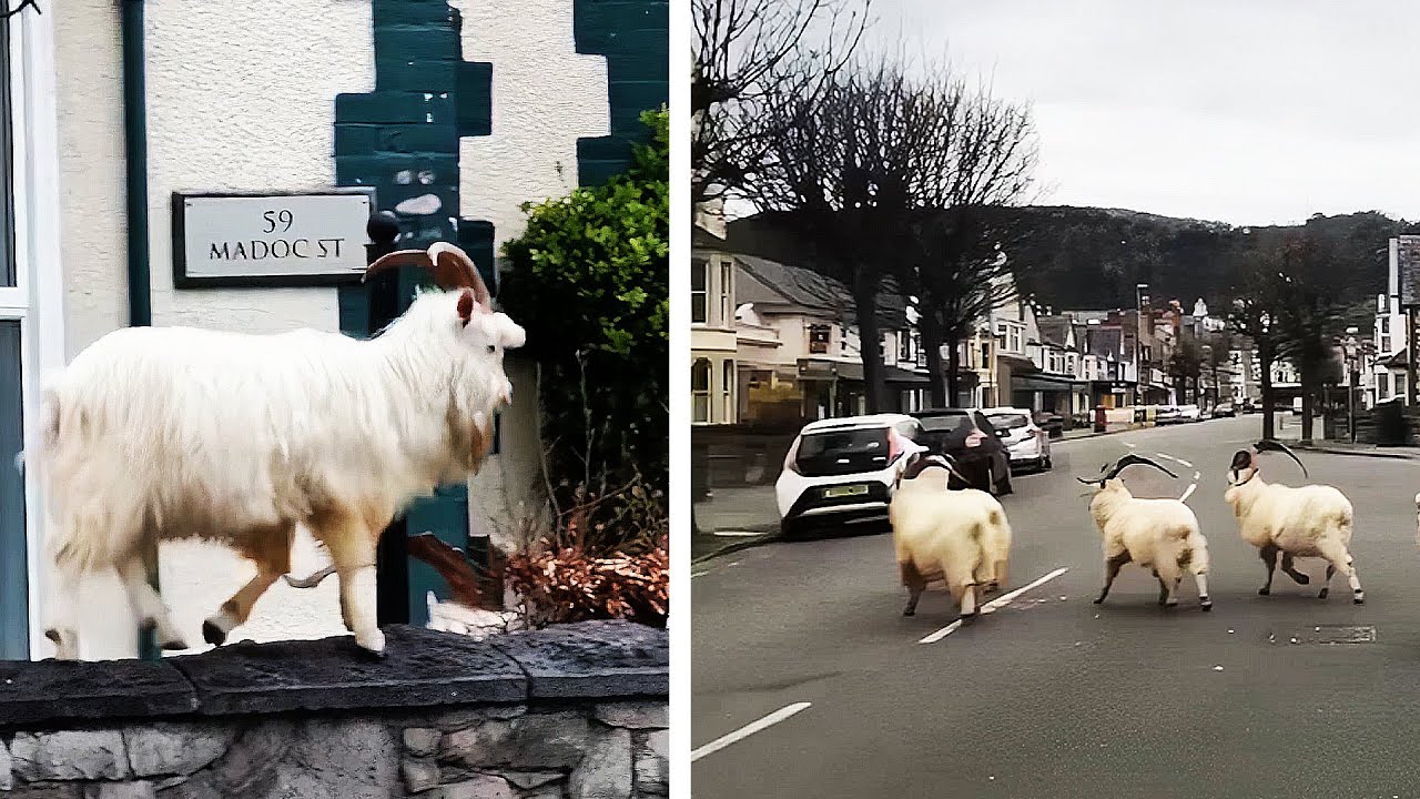 Ozzy Man Reviews: Mountain Goats TAKEOVER