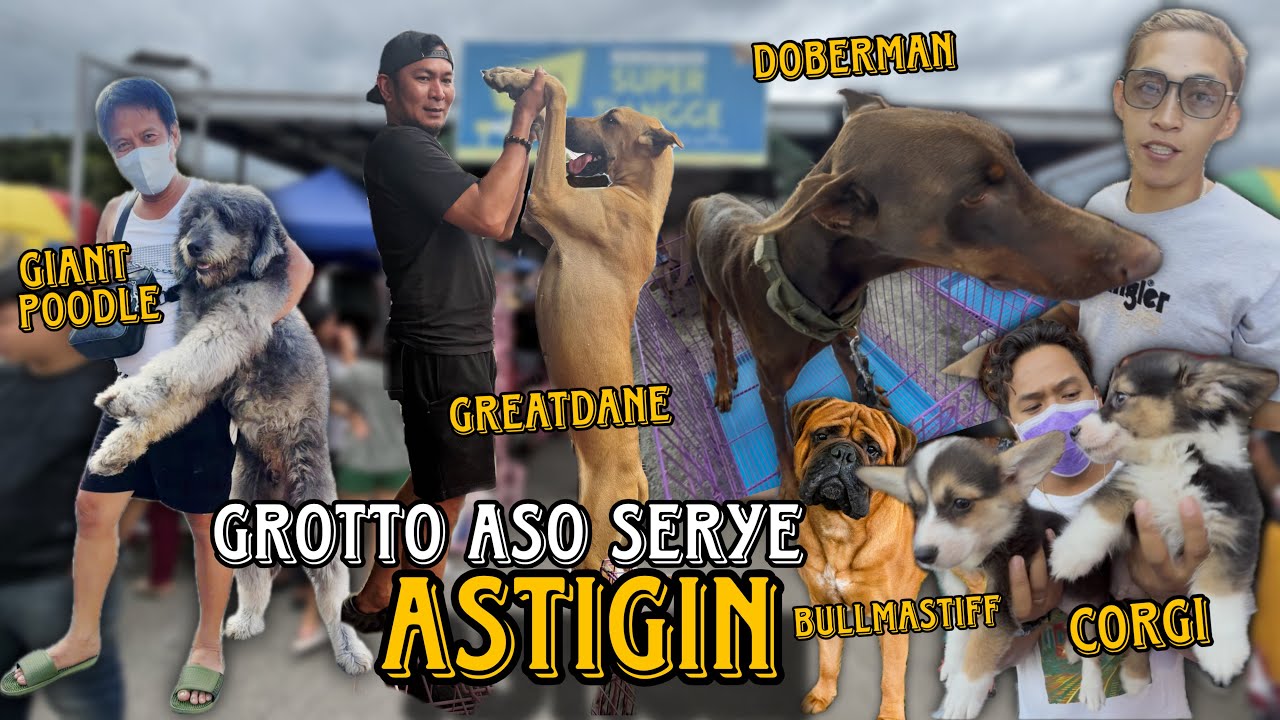 SOBRANG ASTIG NA MGA GUARDDOG BREEDS SA GROTTO PETMARKET/ MARCH 8,2026 /ASO SERYE/pets