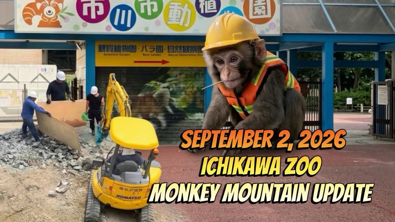 2nd September Ichikawa Zoo Monkey Mountain Update #punch #zookeeper #ichikawa #zoo 