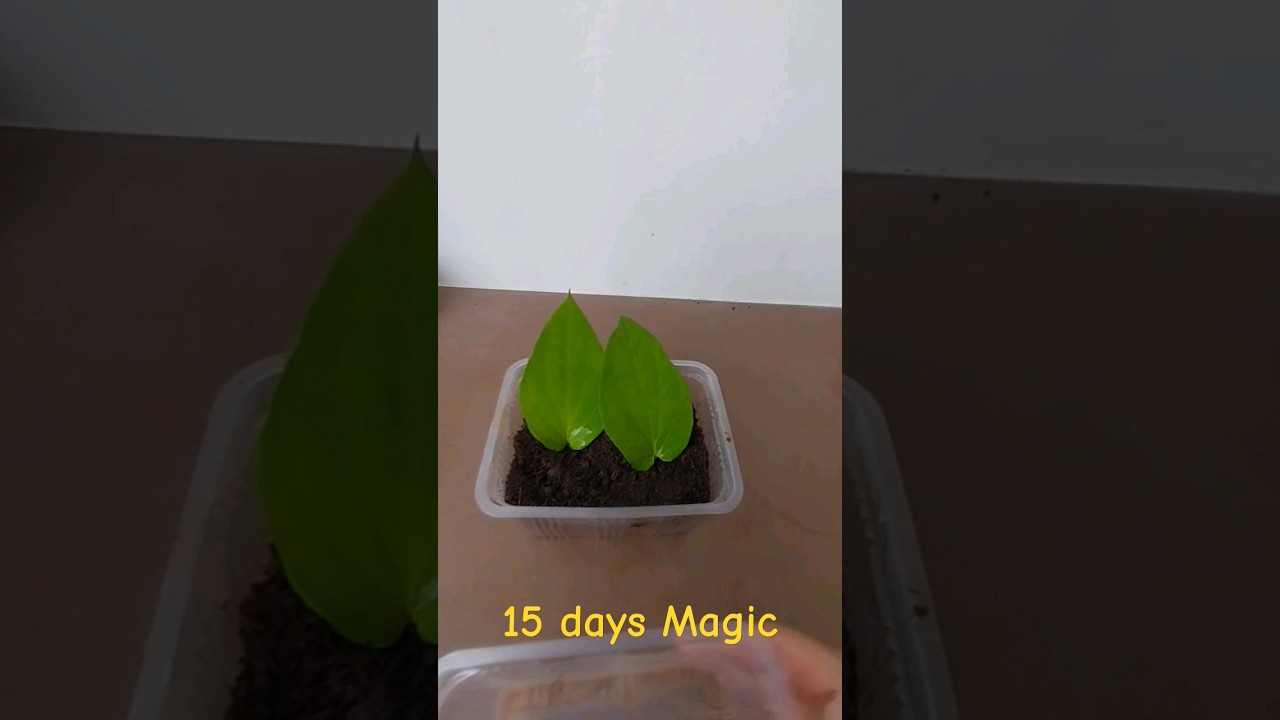 how to grow betel leaf plant at home #viral #shortvideo #trending #shorts #betelleaf #plant