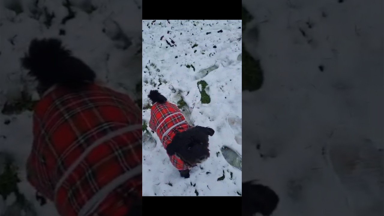 Oreo out in the snow. 