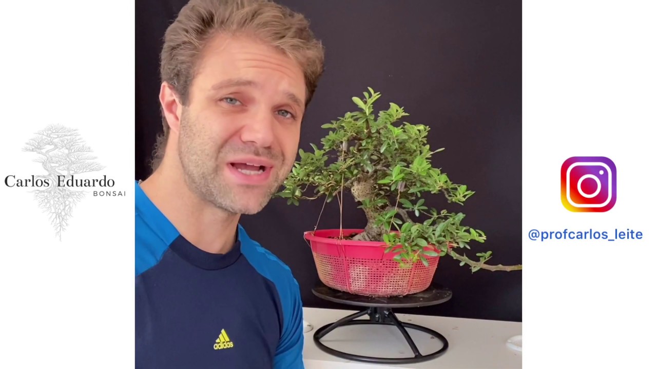 Evolução de um pré-bonsai de PIRACANTA