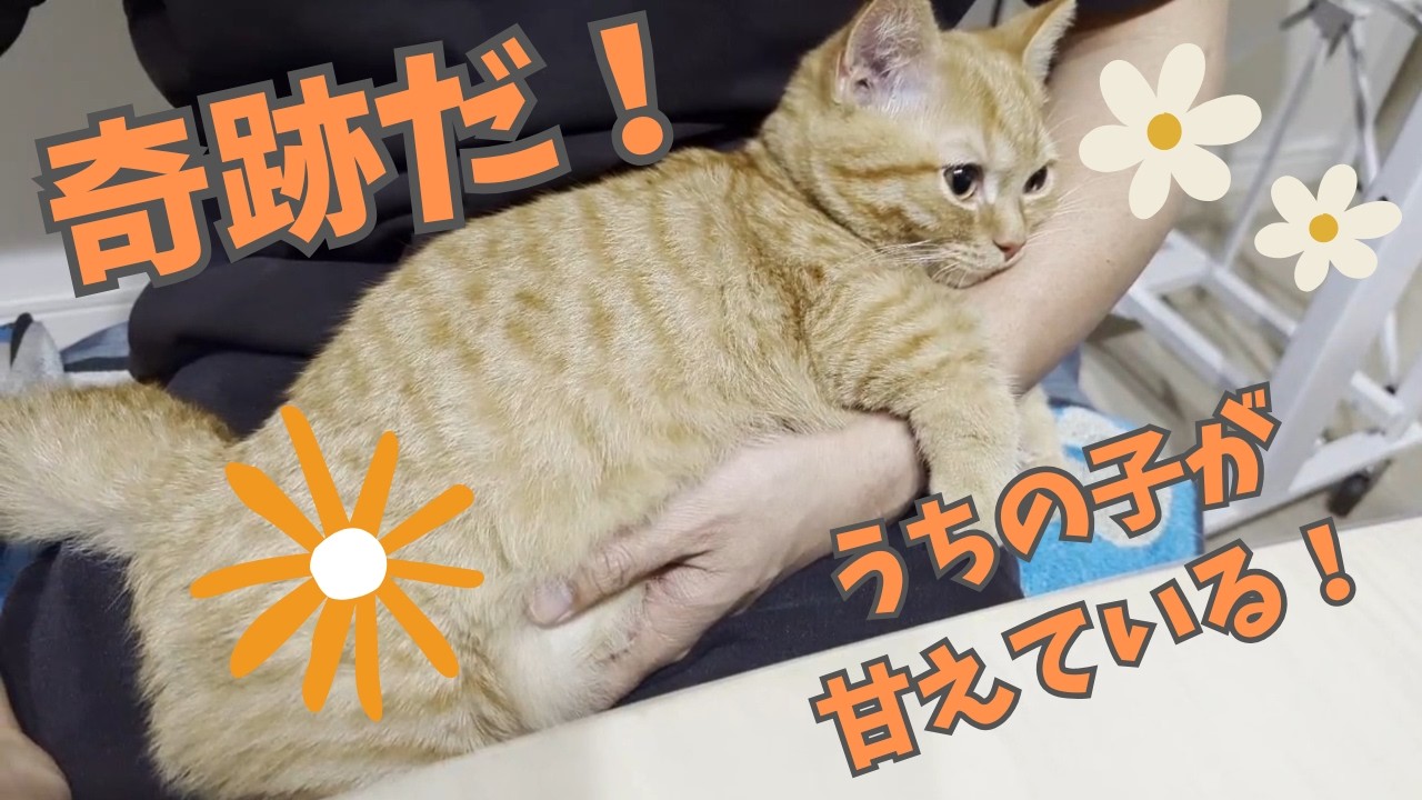 奇跡！パパの腕にしがみ付くマンチカンが最高すぎる件