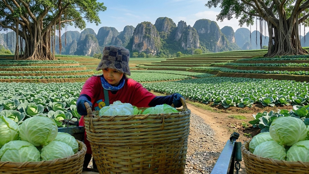 Harvest A Cart Of Cabbage To Sell At The Market – Cook Stir-Fried Noodles With Cabbage – Farming