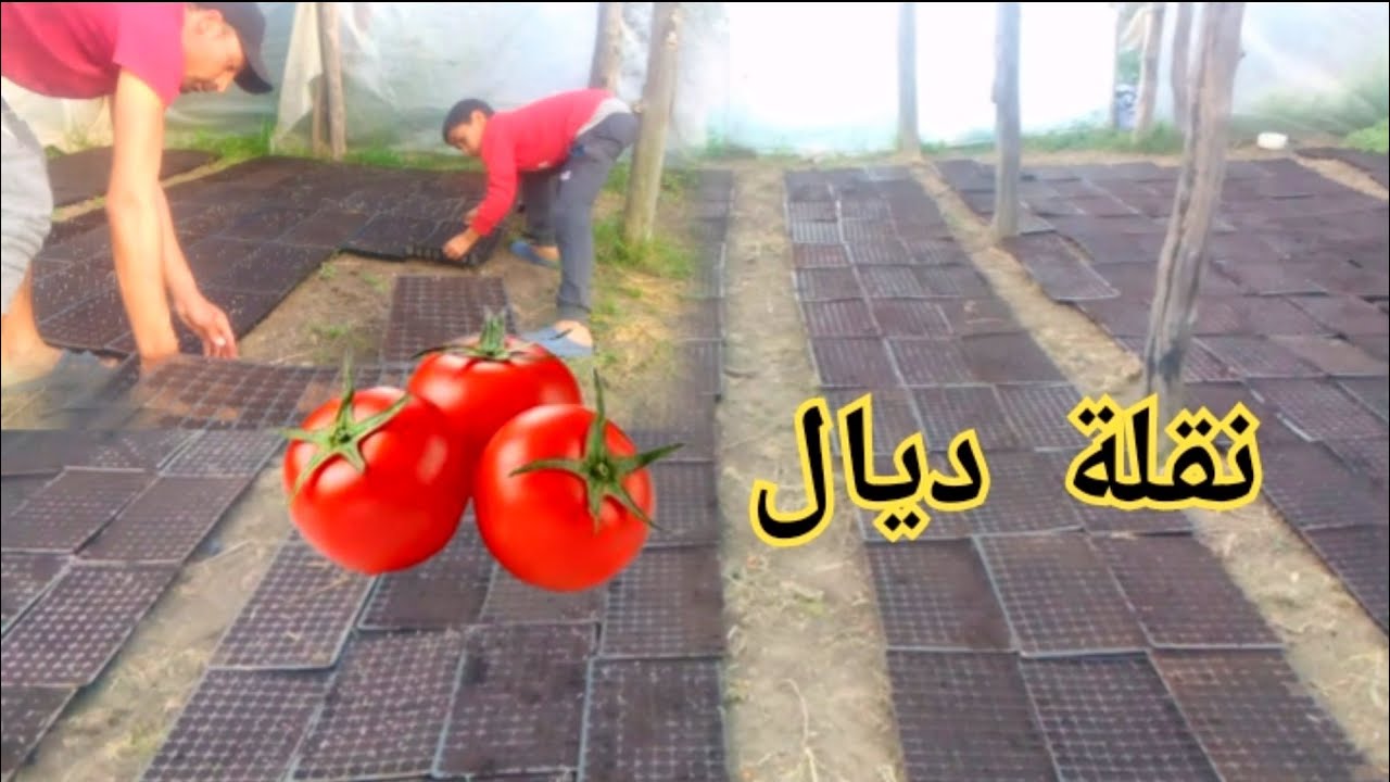 نقلة ديال طماطم 🍅