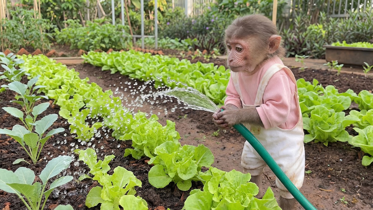 Moon Secretly Helped Dad in the Garden… So Sweet!