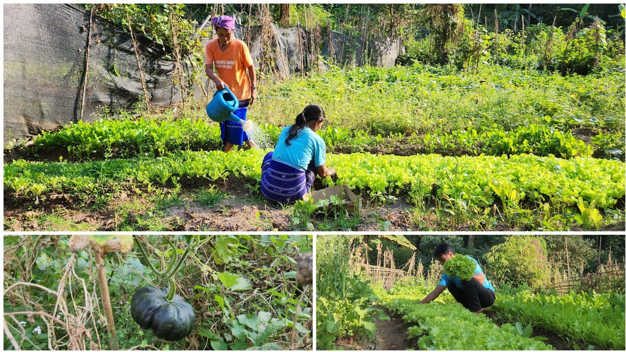 Second time review section 18 small garden 