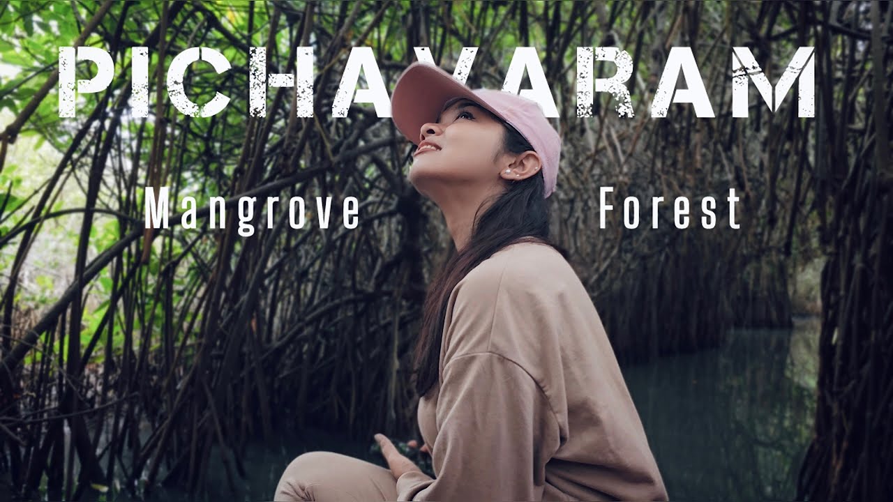 Pichavaram Mangrove Forest | Pichavaram Travel Guide Vlog (4K) | Pichavaram Boating Price & Timings