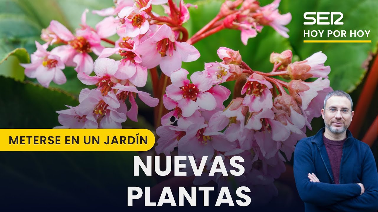 🪻 Nuevas plantas en la terraza de la SER y las hortensias de invierno | Meterse en un jardín