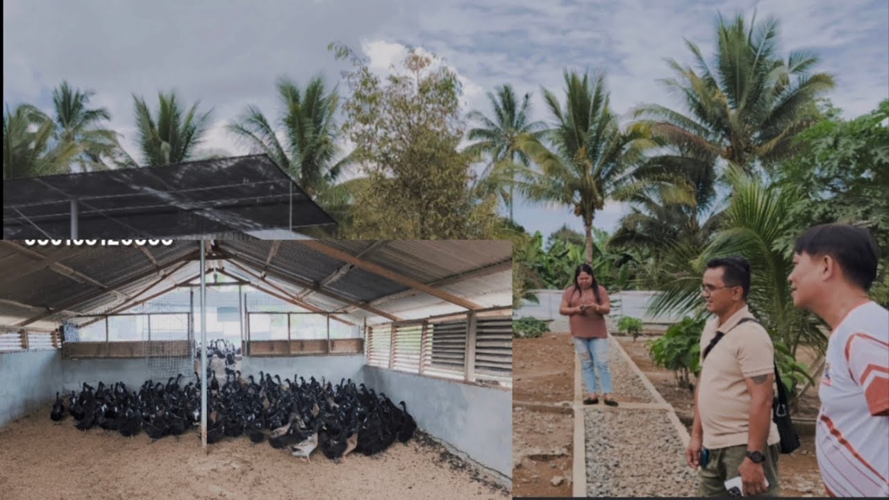 DUCK FARM TOUR IN BAHAYA FARM EPISODE 2