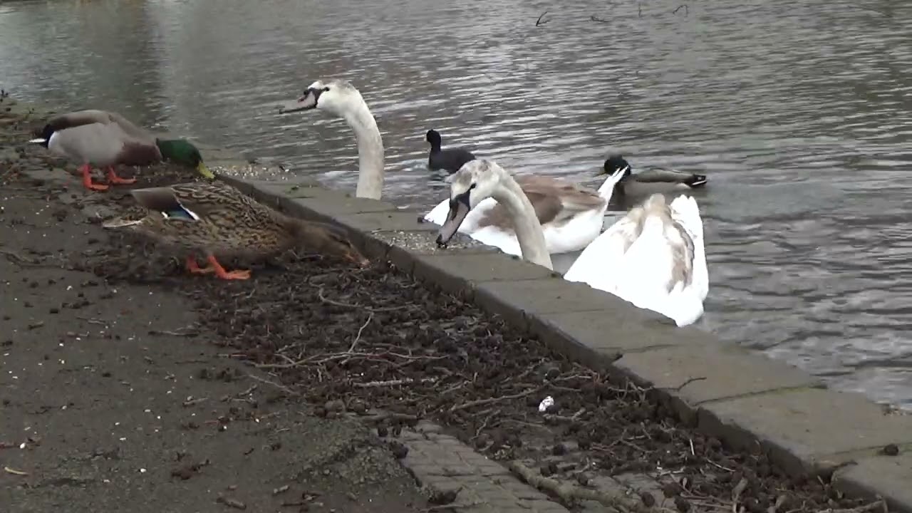 Feeding Time #muteswans #muteswancygnets #muteswan #muteswancygnet #swan #cygnet #waterbirds