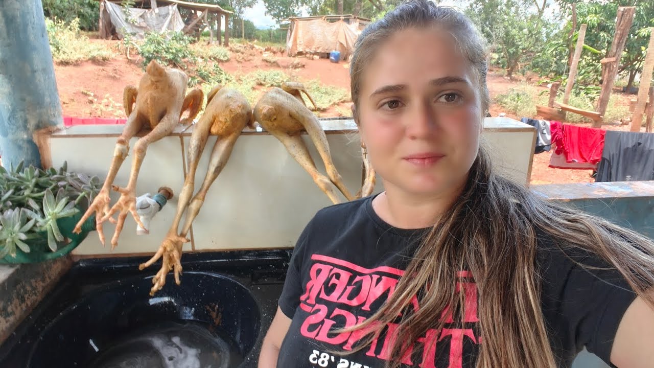 Criar frango caipira ou frango de granja? 
