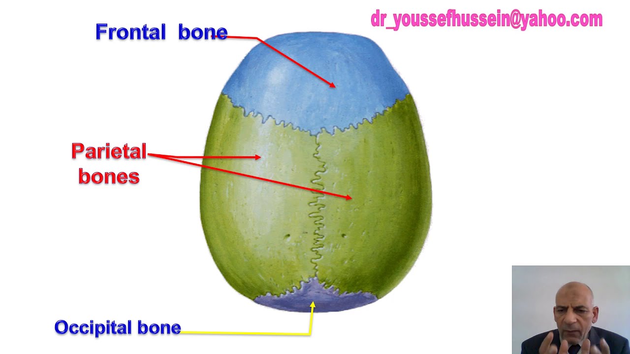 Skull  -  Norma verticalis -  Norma Occipitalis -  Norma Frontalis