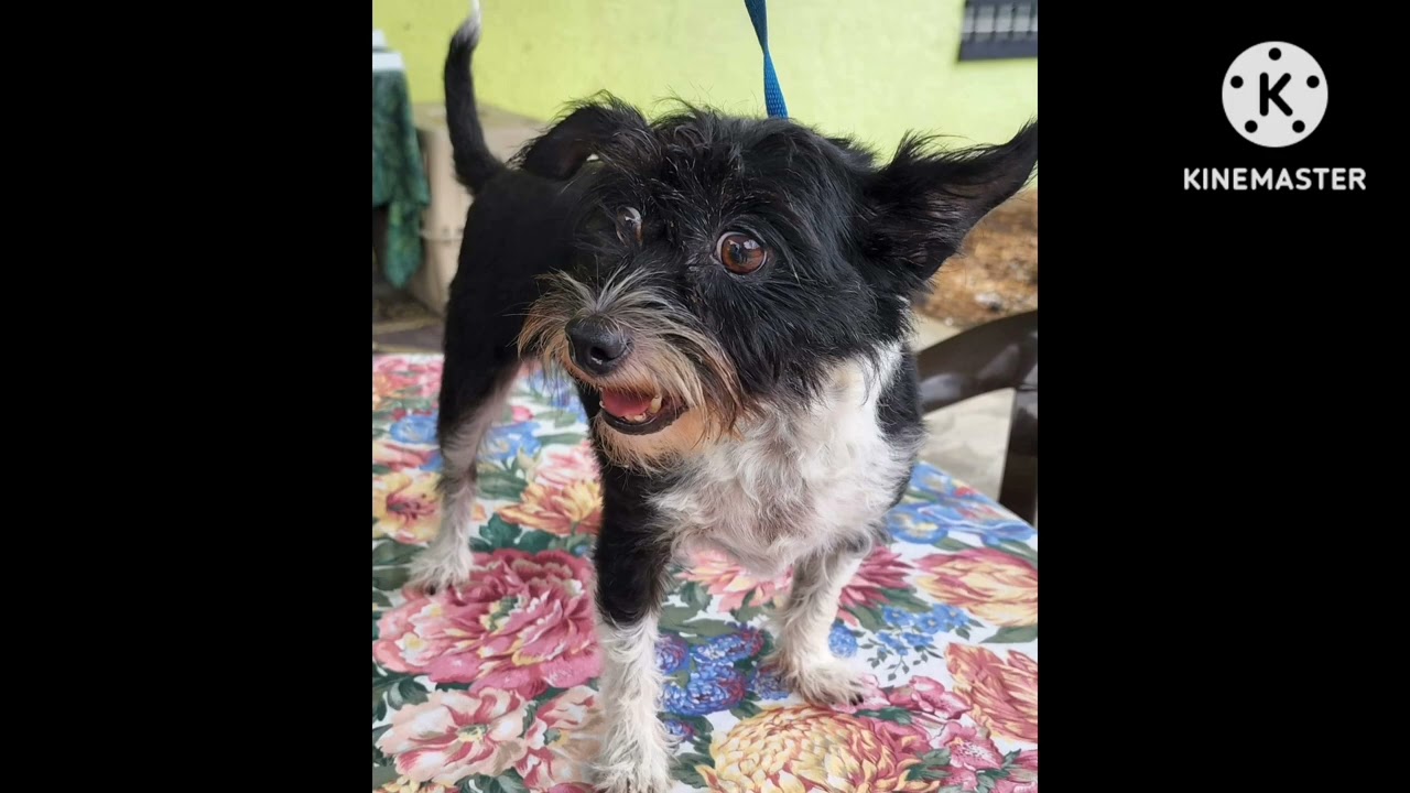 Precious died the night last night. Here's a video of her