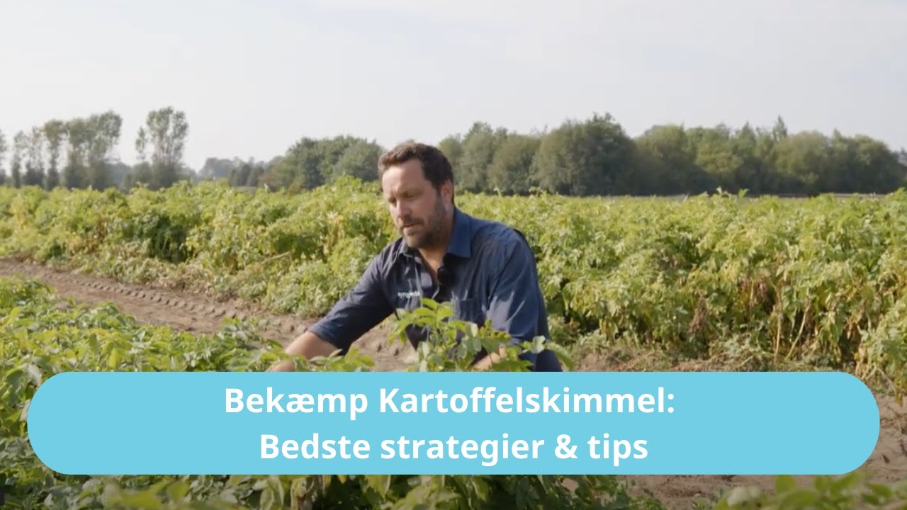 Effektiv bekæmpelse af kartoffelskimmel: Strategier, der virker!