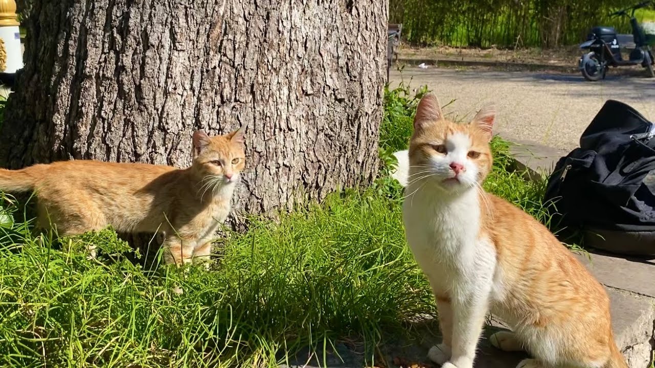 An angry cat constantly meowing, begging for love.