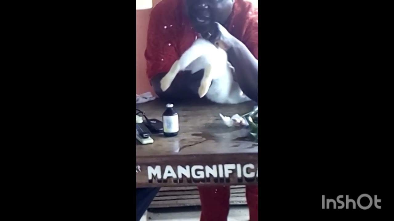 comment faire la palpation chez la lapine ?