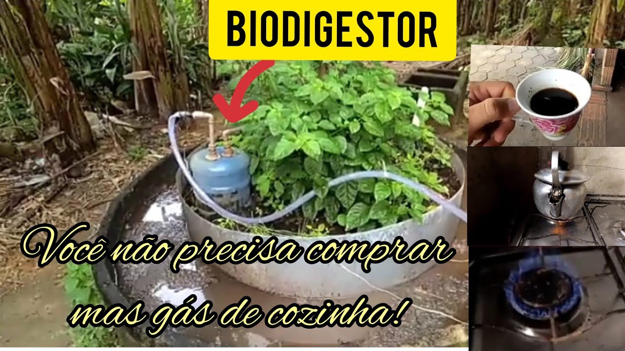 GÁS DE COZINHA FEITO COM ESTERCO DE PORCO/BIODIGESTOR.