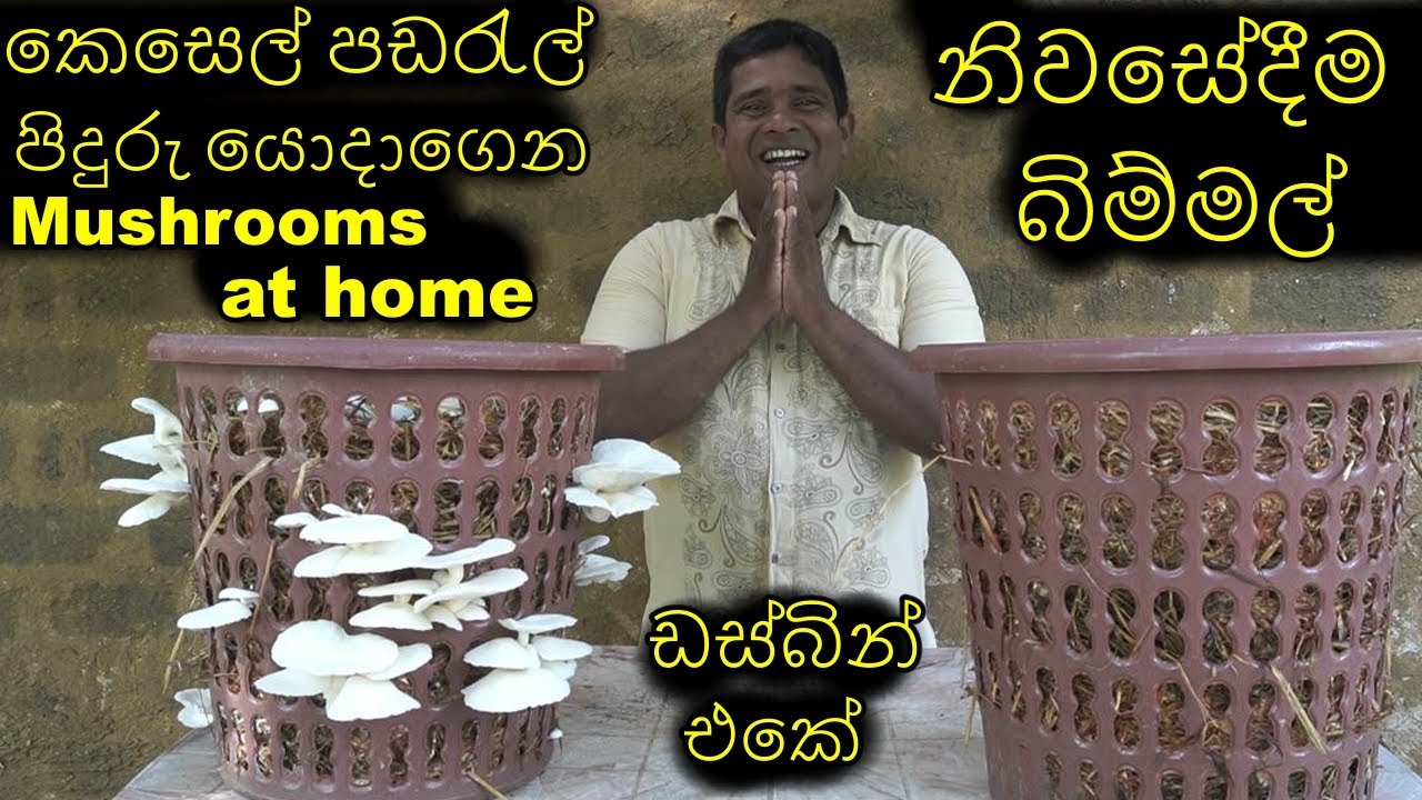 බිම්මල් වගාව  කෙසෙල්  පඩරැල් පිදුරු යොදාගෙන ඩස්බින් එකේ How to grow mushrooms at home bimmal wagawa